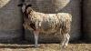 1 X DORPER UNGRADED EWE YARI STOET