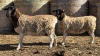 2 X DORPER UNGRADED EWE YARI STOET (Per animal to take the lot)