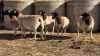 5 X DORPER UNGRADED EWE YARI STOET (Per animal to take the lot)