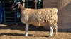 WITHDRAWN - 1 X DORPER UNGRADED EWE YARI STOET