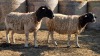 2 X DORPER UNGRADED EWE YARI STOET (Per animal to take the lot)