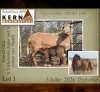 1+1 X MEATMASTER RECORDED EWE KERN MEATMASTERS