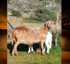 1+1 X MEATMASTER RECORDED PREGNANT EWE WILGERBOOM MEATMASTERS