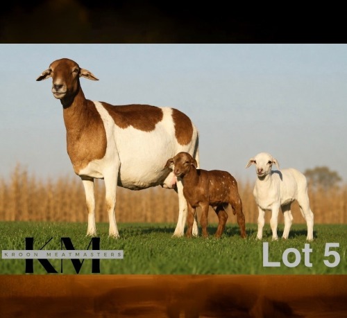 1+2 X MEATMASTER RECORDED EWE KROON MEATMASTERS
