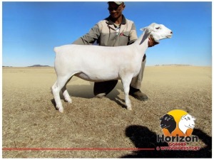 Lot 65 1x WIT DORPER Ooi/Ewe Peet Cilliers Vergesig Witdorper Stoet TIEPE 5