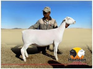 Lot 66 1x WIT DORPER Ooi/Ewe Peet Cilliers Vergesig Witdorper Stoet TIEPE 5