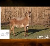 1 X MEATMASTER NOT RECORDED PREGNANT EWE JUWIL MEATMASTERS