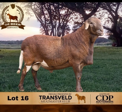 1 X MEATMASTER NOT RECORDED RAM DE BEER BOERDERY