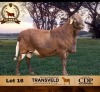 1 X MEATMASTER NOT RECORDED RAM DE BEER BOERDERY