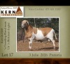 1 X MEATMASTER RECORDED RAM KERN MEATMASTERS