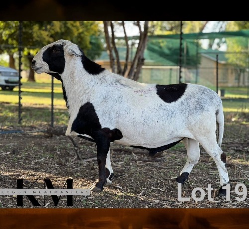 1 X MEATMASTER NOT RECORDED SEMEN KROON MEATMASTERS