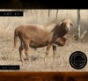 WITHDRAWN - 1 X MEATMASTER RECORDED RAM SWEETNESS FOLLOWS