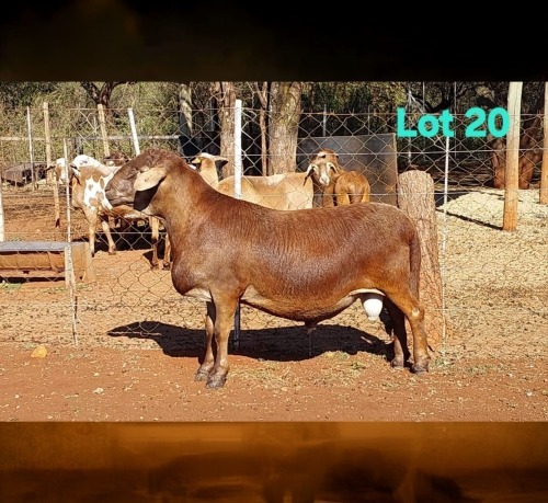 1 X MEATMASTER RECORDED RAM DORINGVELD MEATMASTERS