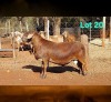 1 X MEATMASTER RECORDED RAM DORINGVELD MEATMASTERS
