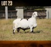 1 X MEATMASTER RECORDED RAM MODEL MEATMASTERS