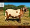 1 X MEATMASTER RECORDED RAM SARUMICH MEATMASTERS