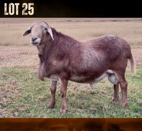 1 X MEATMASTER RECORDED RAM JSM MEATMASTERS