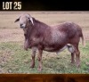 1 X MEATMASTER RECORDED RAM JSM MEATMASTERS