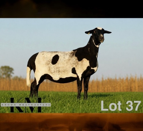 1 X MEATMASTER RECORDED EWE KROON MEATMASTERS