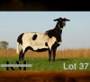 1 X MEATMASTER RECORDED PREGNANT EWE KROON MEATMASTERS