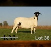 1 X MEATMASTER RECORDED PREGNANT EWE KROON MEATMASTERS