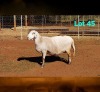 1 X MEATMASTER RECORDED PREGNANT EWE DORINGVELD MEATMASTERS