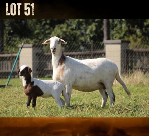 1+1 X MEATMASTER RECORDED EWE MODEL MEATMASTERS