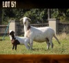 1+1 X MEATMASTER RECORDED EWE MODEL MEATMASTERS