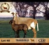 1+1 X MEATMASTER NOT RECORDED EWE DE BEER BOERDERY