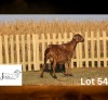WITHDRAWN - 1 X MEATMASTER NOT RECORDED EWE JUWIL MEATMASTERS