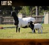 1+1 X MEATMASTER RECORDED EWE MODEL MEATMASTERS