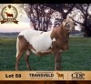 1 X MEATMASTER RECORDED RAM DE BEER BOERDERY