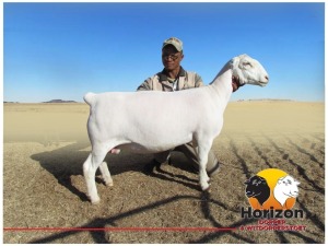 Lot 81 1x WIT DORPER Ooi/Ewe Peet Cilliers Vergesig Witdorper Stoet TIEPE 5