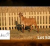 1 X MEATMASTER NOT RECORDED PREGNANT EWE JUWIL MEATMASTERS