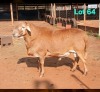1 X MEATMASTER RECORDED RAM DORINGVELD MEATMASTERS