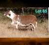 1 X MEATMASTER RECORDED RAM DORINGVELD MEATMASTERS
