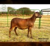 1 X MEATMASTER RECORDED PREGNANT EWE SARUMICH MEATMASTERS