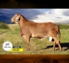 1 X MEATMASTER RECORDED RAM SILVRETTA MEATMASTERS