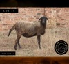 WITHDRAWN - 1 X MEATMASTER RECORDED EWE SWEETNESS FOLLOWS