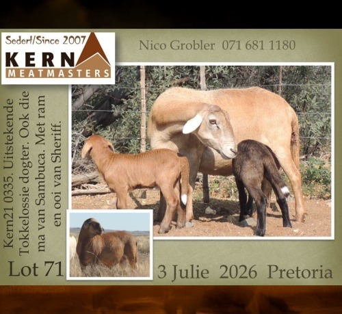 1 X MEATMASTER RECORDED EWE KERN MEATMASTERS