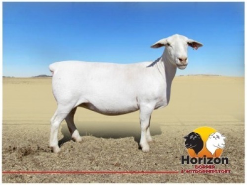 Lot 82 1x WIT DORPER Ooi/Ewe Peet Cilliers Vergesig Witdorper Stoet TIEPE 5