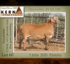1 X MEATMASTER RECORDED RAM KERN MEATMASTERS