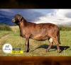 1 X MEATMASTER RECORDED RAM SILVRETTA MEATMASTERS