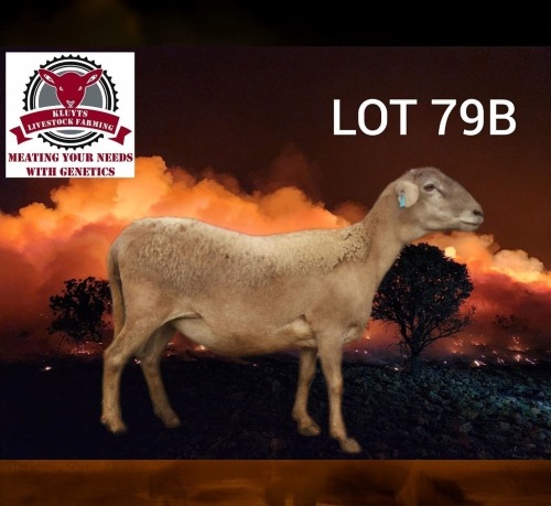1 X MEATMASTER NOT RECORDED EWE KLUYTS LIVESTOCK FARMING (PTY) LTD