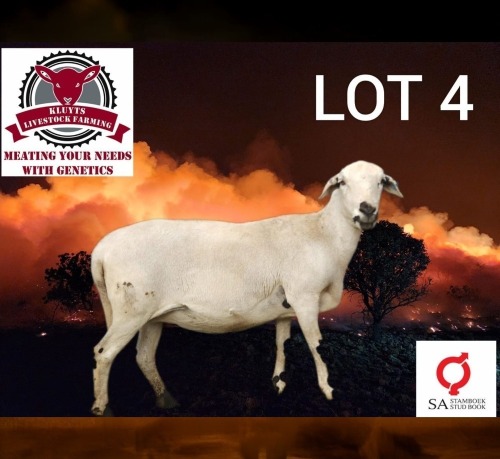 1 X MEATMASTER RECORDED EWE KLUYTS LIVESTOCK FARMING (PTY) LTD