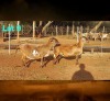WITHDRAWN - 1 X MEATMASTER RECORDED EWE DORINGVELD MEATMASTERS