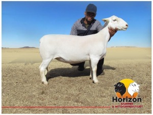 Lot 83 1x WIT DORPER Ooi/Ewe Peet Cilliers Vergesig Witdorper Stoet TIEPE 5