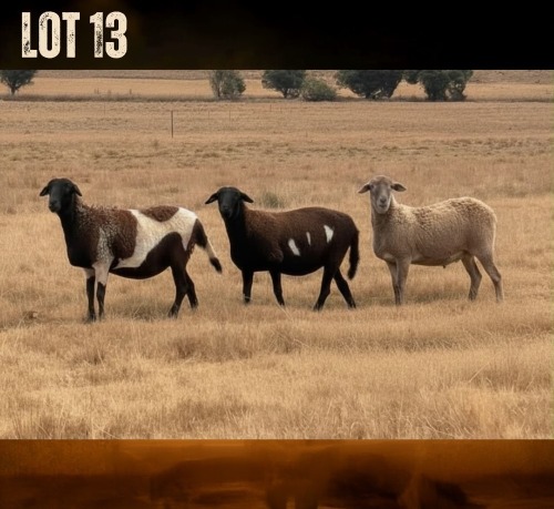 1 X MEATMASTER NOT RECORDED EWE JSM MEATMASTERS