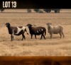 1 X MEATMASTER NOT RECORDED PREGNANT EWE JSM MEATMASTERS