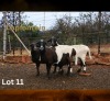 1+2 X MEATMASTER NOT RECORDED EWE LAPFONTEIN MEATMASTERS